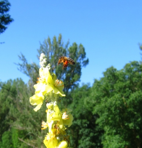 Verbascum-i-abella-amb-pollen-Esterri