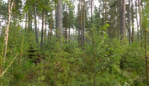 bosque-maduro-con-regeneracion-natural